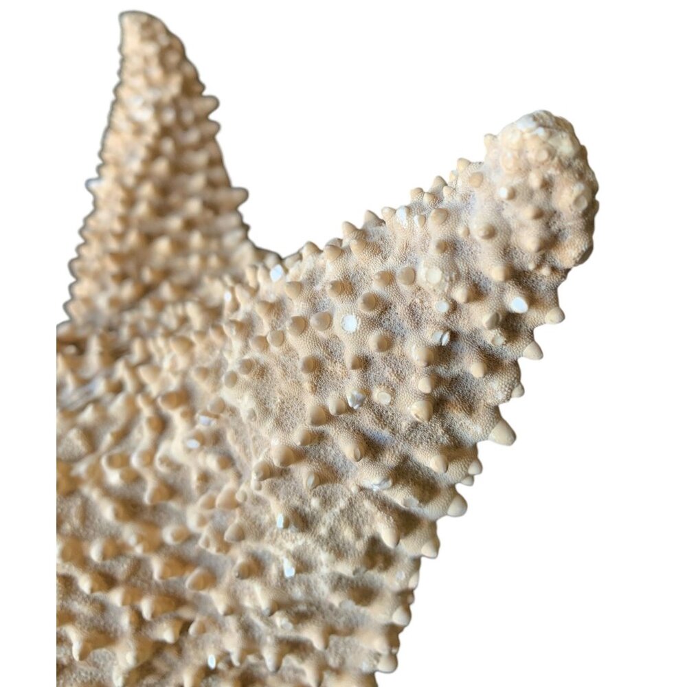Starfish 10” Genuine Dried Ocean Sea Decor - Picture 5 of 10